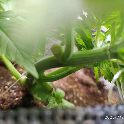 Jaqueline  growlog photo: Continuando com LST porém um galho virou HST rompendo as fibras... Semana que vem novas amarrações e defoliação. 