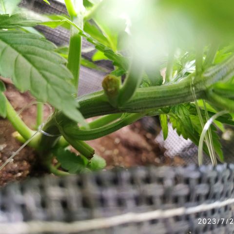 Jaqueline  growlog photo: Continuando com LST porém um galho virou HST rompendo as fibras... Semana que vem novas amarrações e defoliação. 