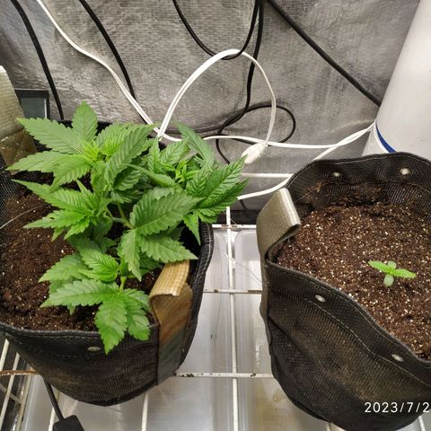 Jaqueline  growlog timeline photo