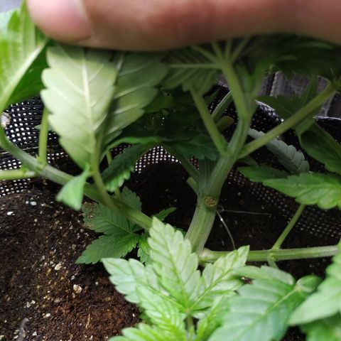 Jaqueline  growlog photo: Continuando com LST porém um galho virou HST rompendo as fibras... Semana que vem novas amarrações e defoliação. 