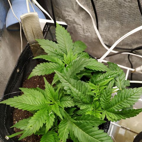 Jaqueline  growlog photo: Feito um semiflush com 6l para abaixar o ppm, RO tava mto alto. 