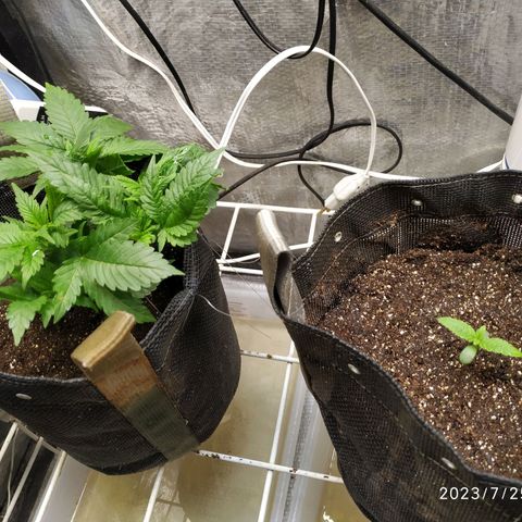 Jaqueline  growlog photo: Feito um semiflush com 6l para abaixar o ppm, RO tava mto alto. 