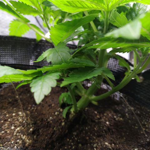 Jaqueline  growlog photo: Feito um semiflush com 6l para abaixar o ppm, RO tava mto alto. 