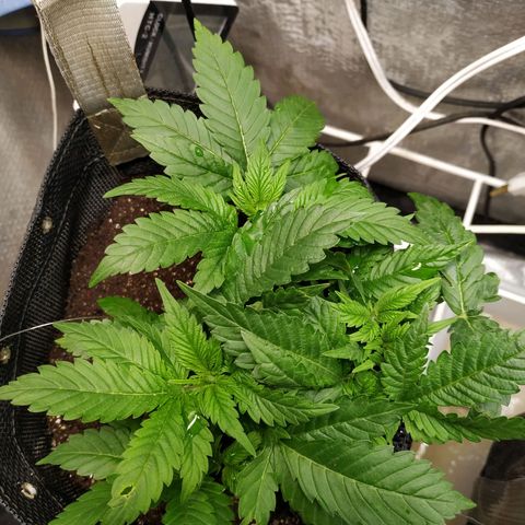 Jaqueline  growlog photo: Feito um semiflush com 6l para abaixar o ppm, RO tava mto alto. 