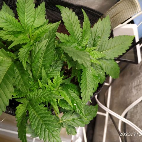 Jaqueline  growlog photo: Feito um semiflush com 6l para abaixar o ppm, RO tava mto alto. 