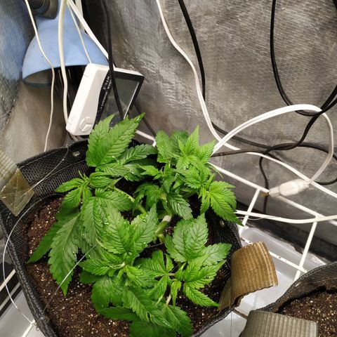 Jaqueline  growlog photo: Treino novamente com torsão. 