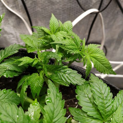 Jaqueline  growlog photo: Treino novamente com torsão. 