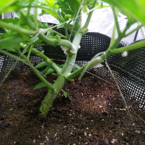 Jaqueline  growlog timeline photo