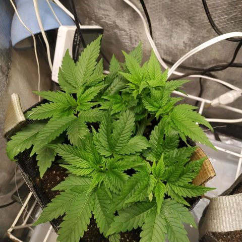 Jaqueline  growlog timeline photo