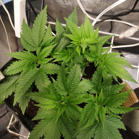 Jaqueline  growlog timeline photo