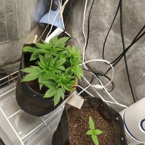 Jaqueline  growlog timeline photo