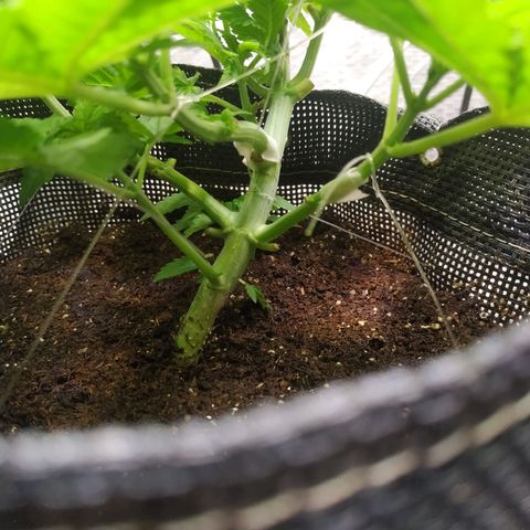 Jaqueline  growlog timeline photo