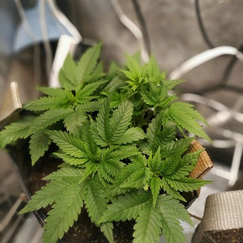 Jaqueline  growlog timeline photo
