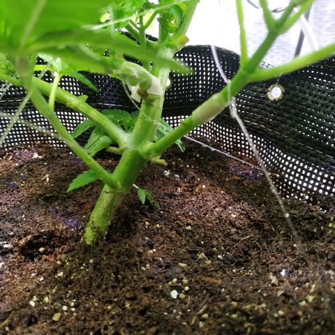 Jaqueline  growlog photo: Desenvolvimento constante aparentemente reagiu bem à descida de ppms. 