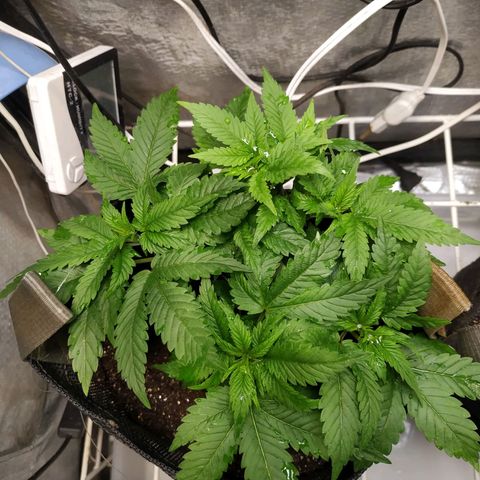 Jaqueline  growlog photo: Desenvolvimento constante aparentemente reagiu bem à descida de ppms. 