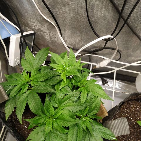 Jaqueline  growlog photo: Desenvolvimento constante aparentemente reagiu bem à descida de ppms. 