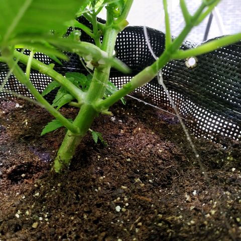 Jaqueline  growlog photo: Desenvolvimento constante aparentemente reagiu bem à descida de ppms. 