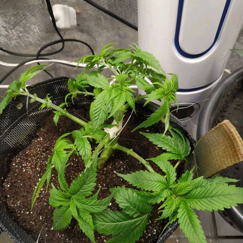 Jaqueline  growlog photo: Lst em todos os galhos, defoliação bruta, e rega. Ro ok