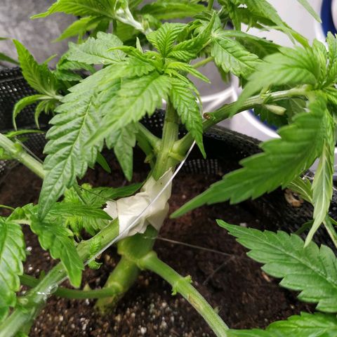 Jaqueline  growlog photo: Lst em todos os galhos, defoliação bruta, e rega. Ro ok