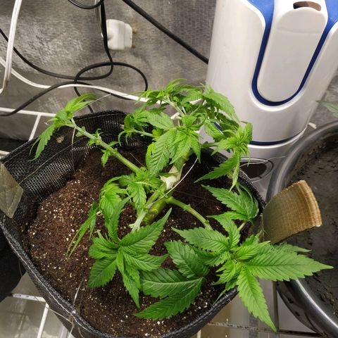 Jaqueline  growlog photo: Lst em todos os galhos, defoliação bruta, e rega. Ro ok