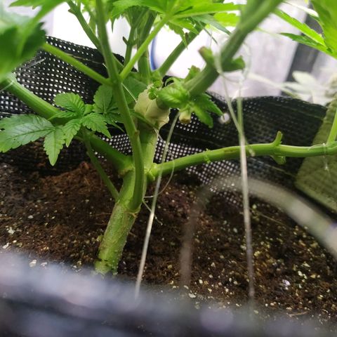 Jaqueline  growlog timeline photo