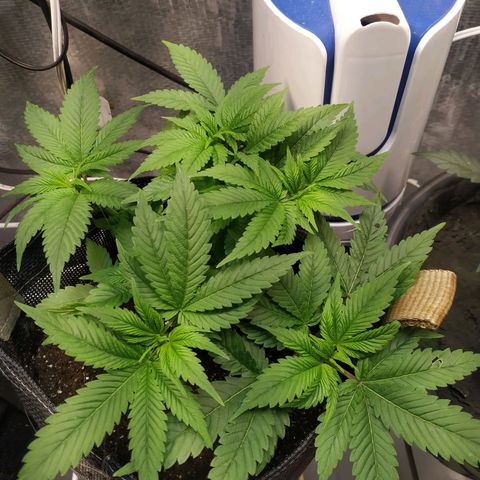Jaqueline  growlog timeline photo
