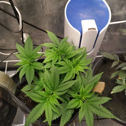 Jaqueline  growlog timeline photo