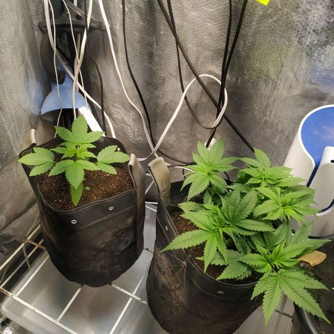 Jaqueline  growlog timeline photo