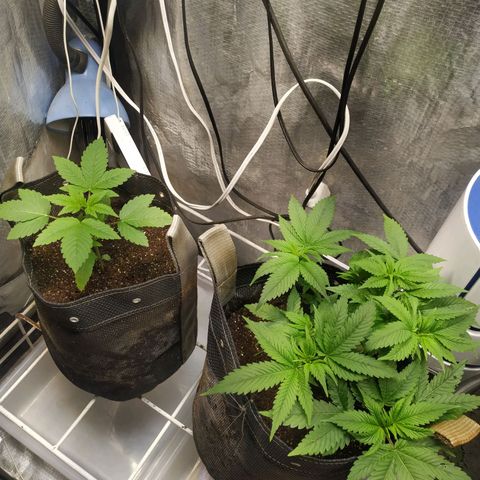 Jaqueline  growlog timeline photo