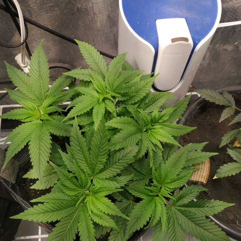 Jaqueline  growlog timeline photo