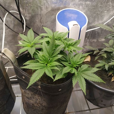 Jaqueline  growlog timeline photo