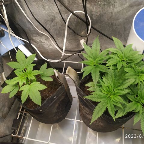 Jaqueline  growlog timeline photo