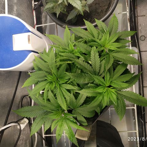 Jaqueline  growlog timeline photo
