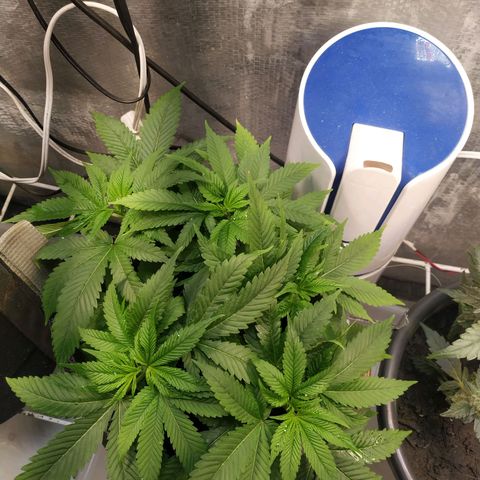 Jaqueline  growlog timeline photo