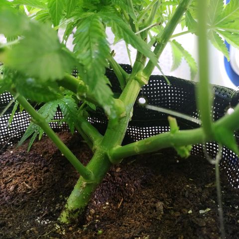 Jaqueline  growlog timeline photo