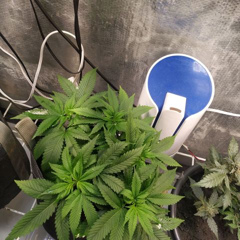 Jaqueline  growlog timeline photo