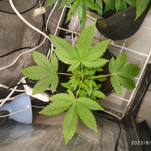 Jaqueline  growlog timeline photo