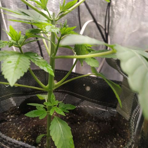 Jaqueline  growlog timeline photo
