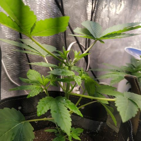 Jaqueline  growlog timeline photo