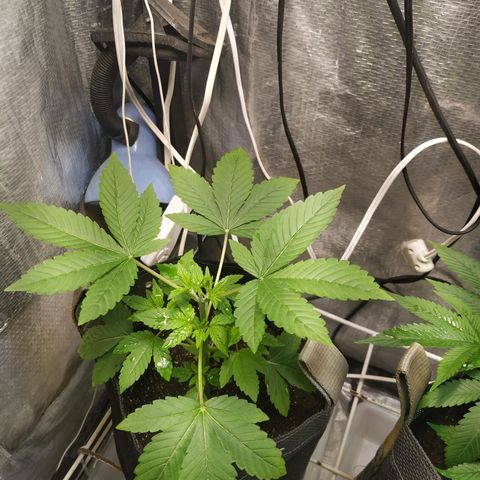 Jaqueline  growlog timeline photo