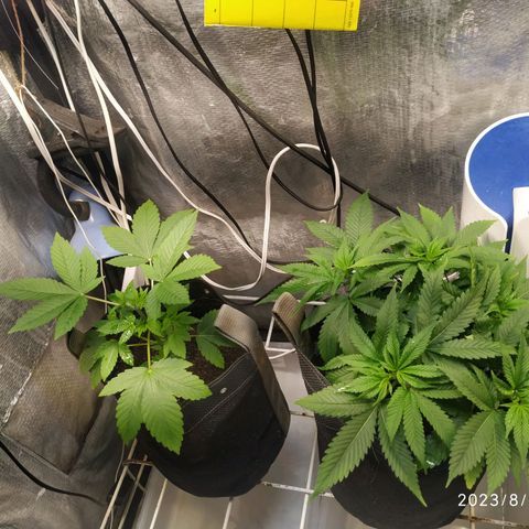 Jaqueline  growlog timeline photo