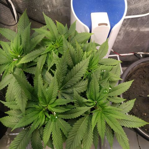 Jaqueline  growlog photo: Fui fazer lst quebrei um galho, to triste 😢 