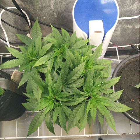 Jaqueline  growlog photo: Fui fazer lst quebrei um galho, to triste 😢 