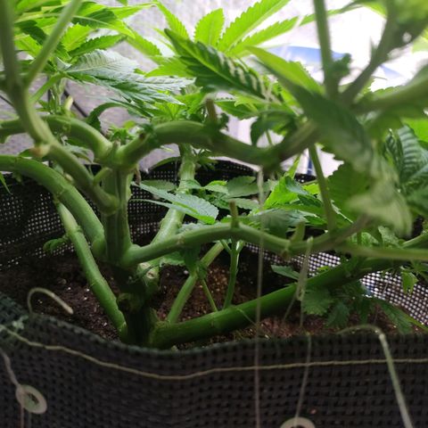 Jaqueline  growlog photo: Reagindo bem aos 1000 ppm