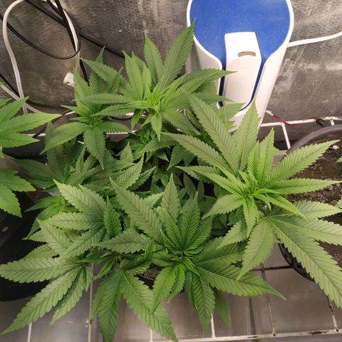 Jaqueline  growlog photo: Reagindo bem aos 1000 ppm