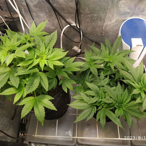 Jaqueline  growlog timeline photo