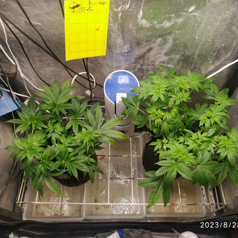 Jaqueline  growlog timeline photo