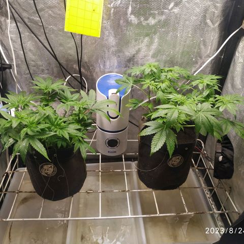 Jaqueline  growlog timeline photo