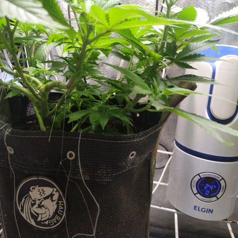 Jaqueline  growlog photo: Provável deficiência de algum micro, ou problema pelo bokashi e alquifish, seguir acompanhando. 