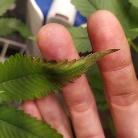 Jaqueline  growlog photo: Provável deficiência de algum micro, ou problema pelo bokashi e alquifish, seguir acompanhando. 